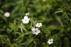 Anemonastrum dichotomum