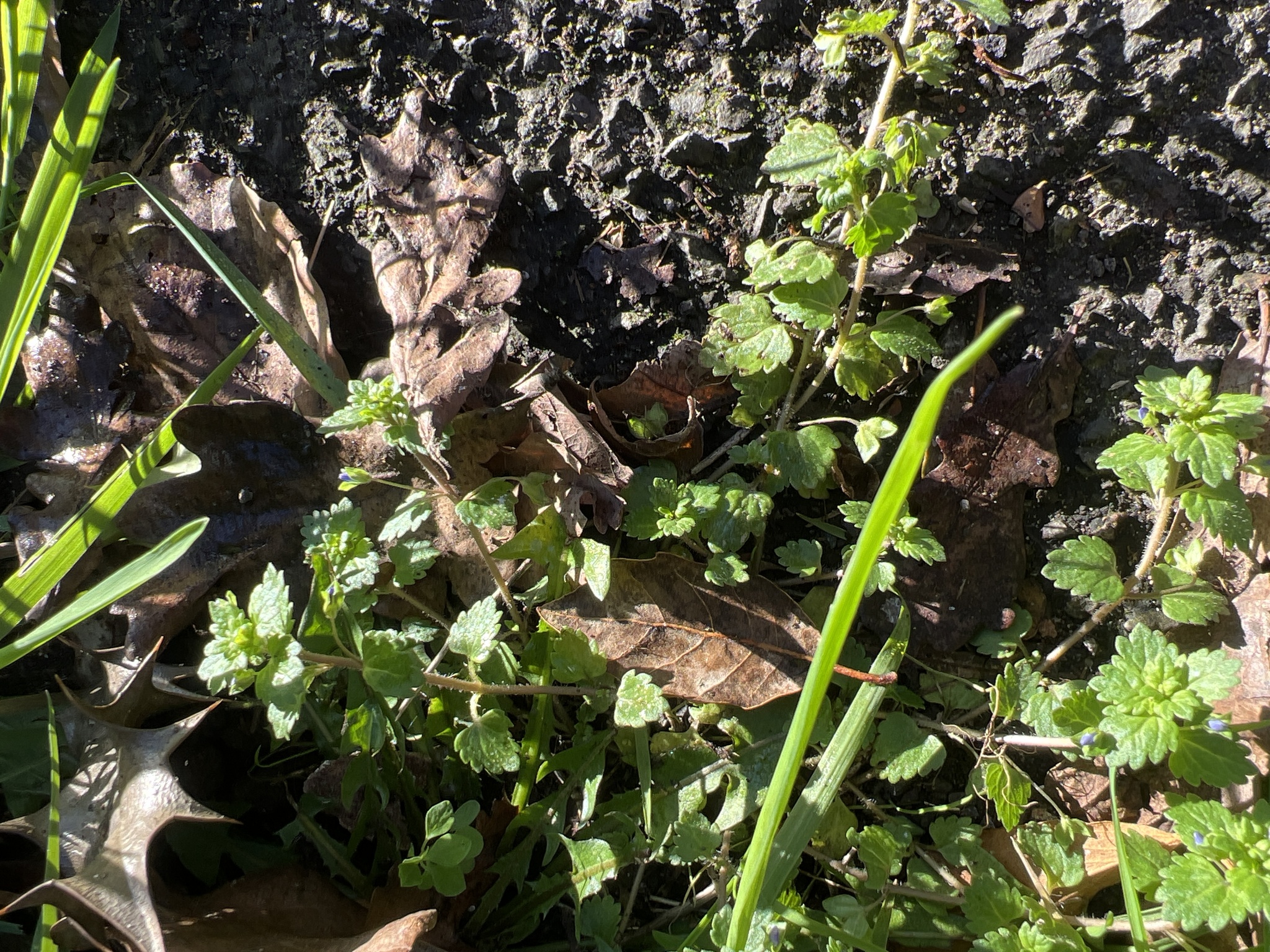 Green field speedwell