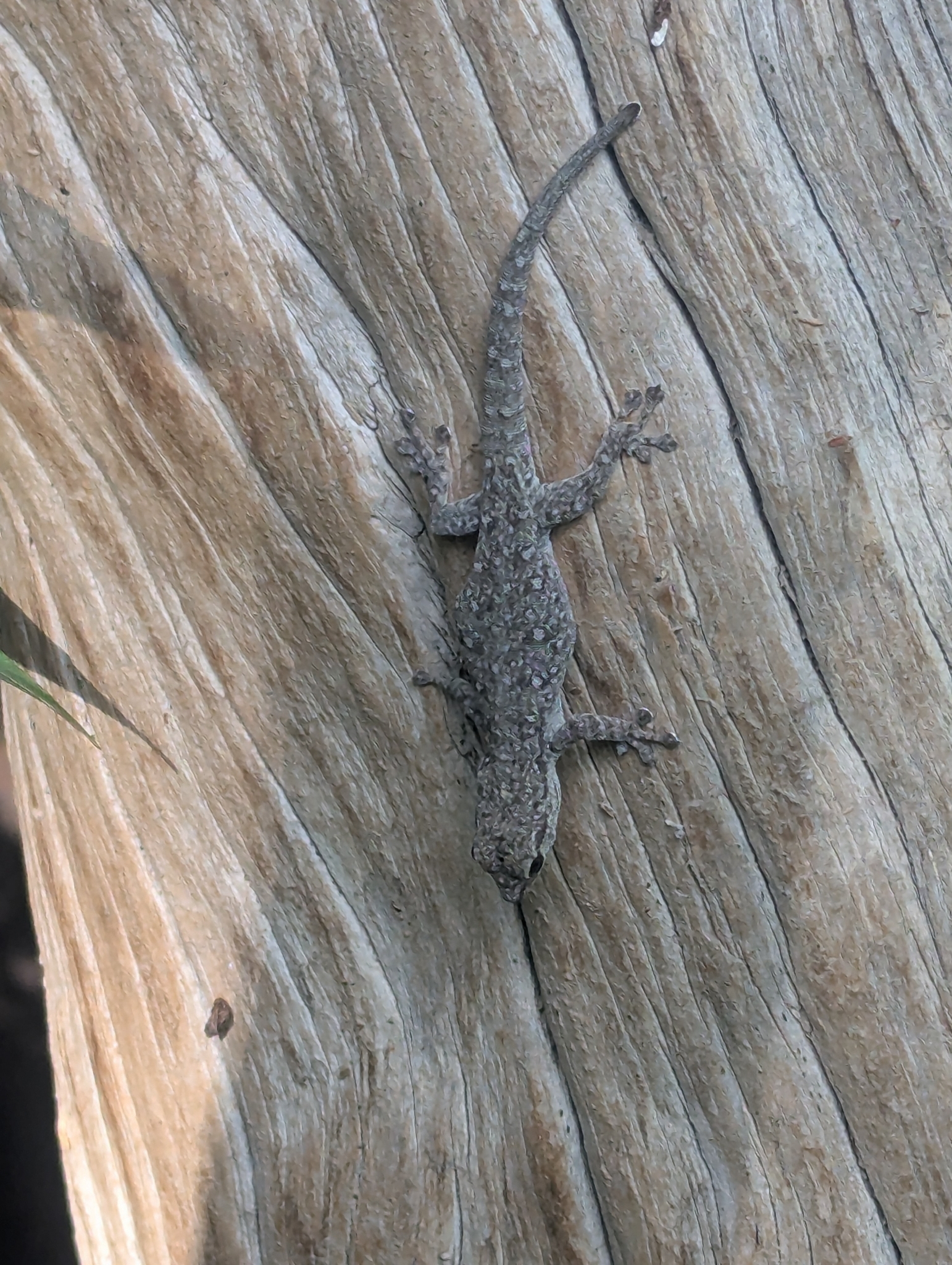 Foulassi dwarf gecko, Lygodactylus dysmicus