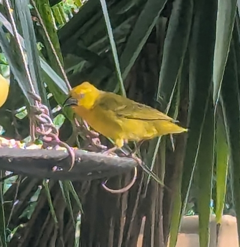 Holub's Golden Weaver (Ploceus xanthops)