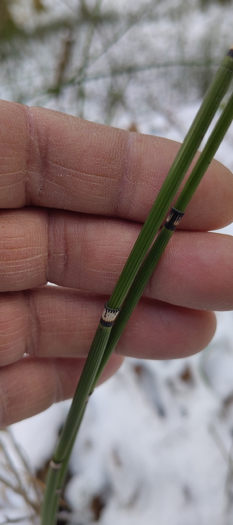 cây mộc tặc – Equisetum hyemale