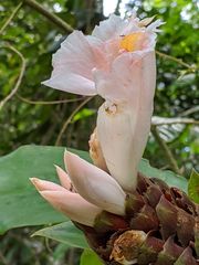 Costus acreanus