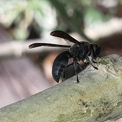 Allorhynchium argentatum