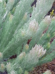 Adenanthos sericeus