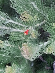 Adenanthos sericeus