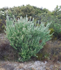 Adenanthos sericeus