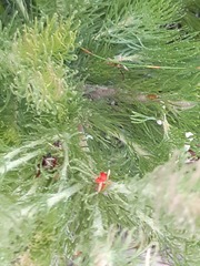 Adenanthos sericeus
