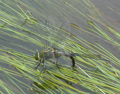 Pseudagrion pruinosum