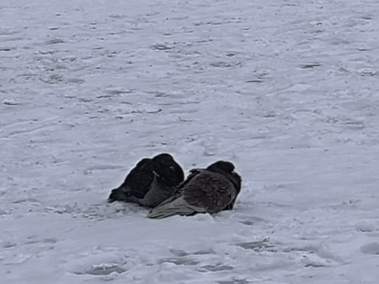 Rock Dove (Columba livia), photo 4