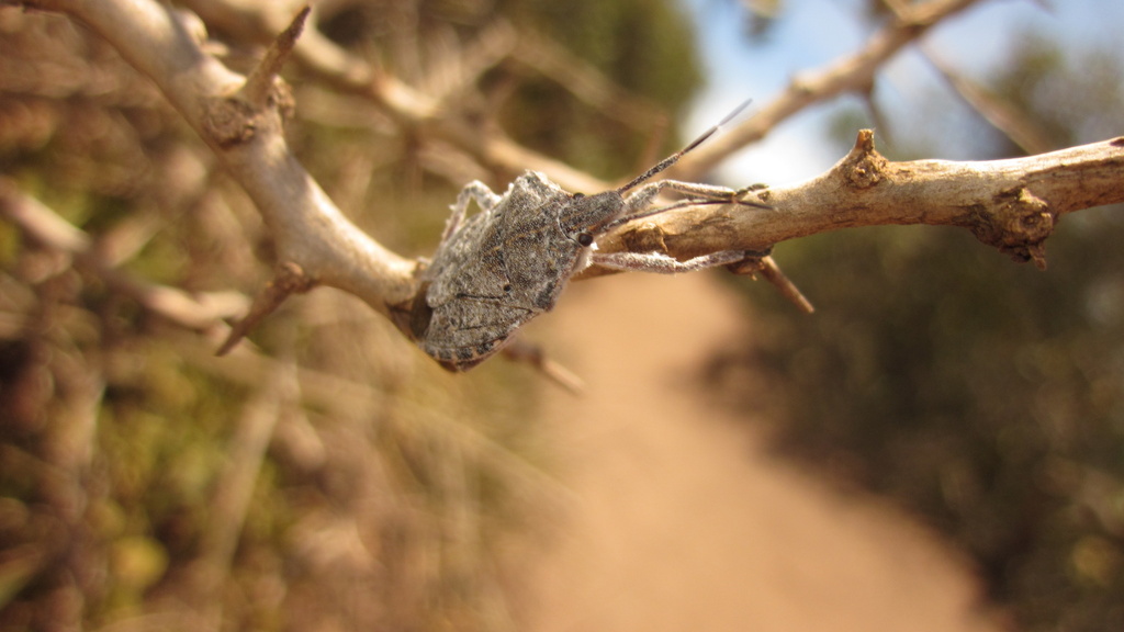 Pseudatelus Raptorius Pseudatelus from Robberg Nature Reserve, Western Cape, ZA on January 3 ...