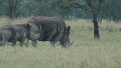 Ceratotherium simum simum