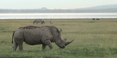 Ceratotherium simum simum