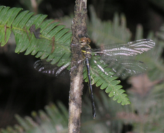 Idionyx thailandicus