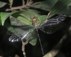 Idionyx thailandicus