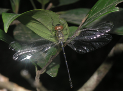 Idionyx thailandicus