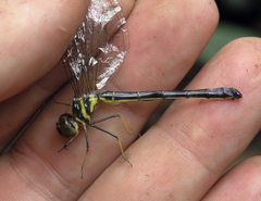 Idionyx thailandicus