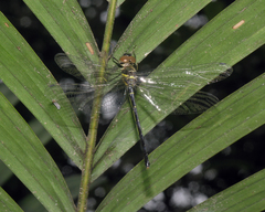 Idionyx thailandicus