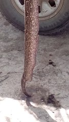 Boa constrictor occidentalis