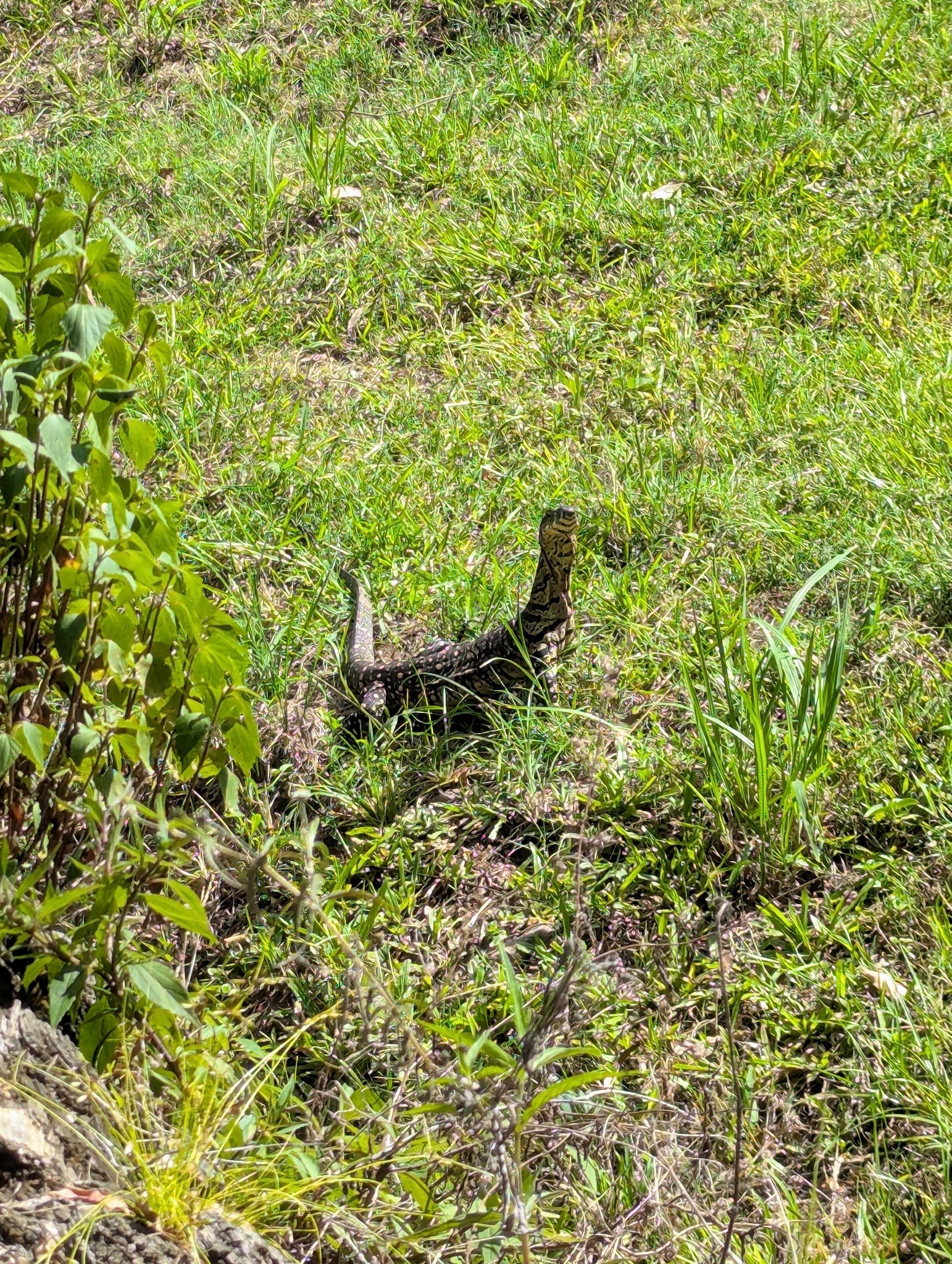 Varanus varius (Shaw, 1790)