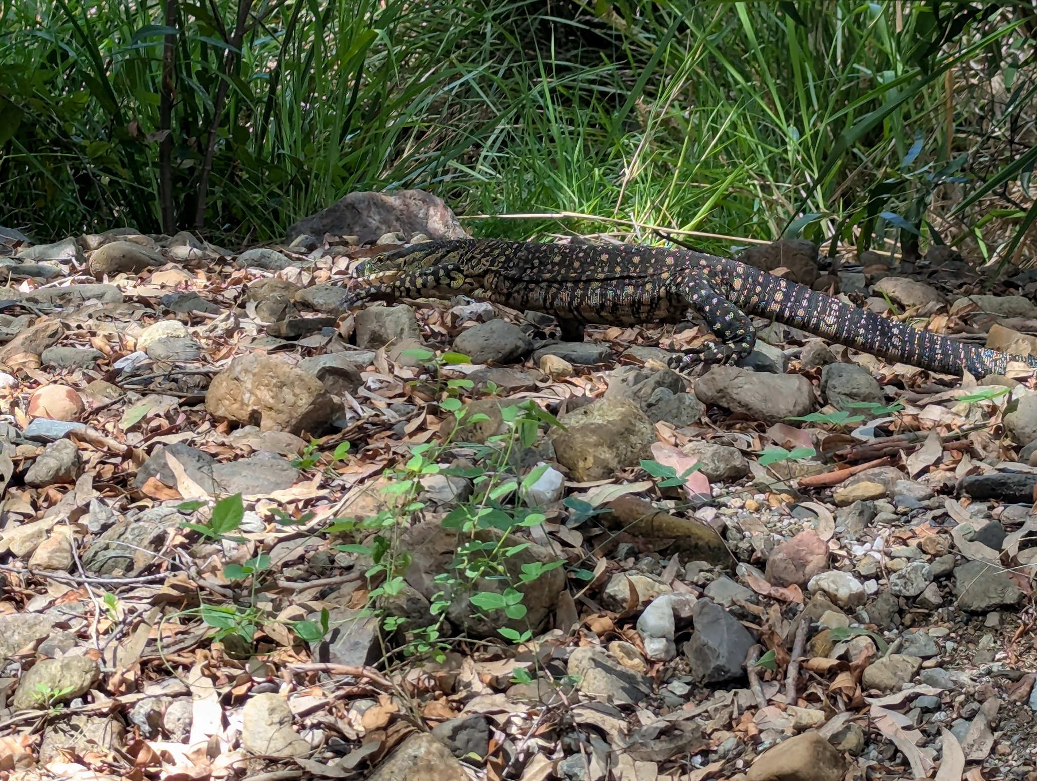 Varanus varius (Shaw, 1790)