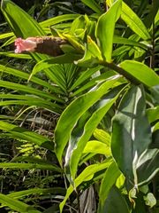 Costus acreanus