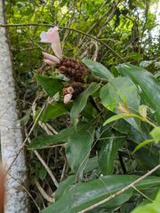 Costus acreanus