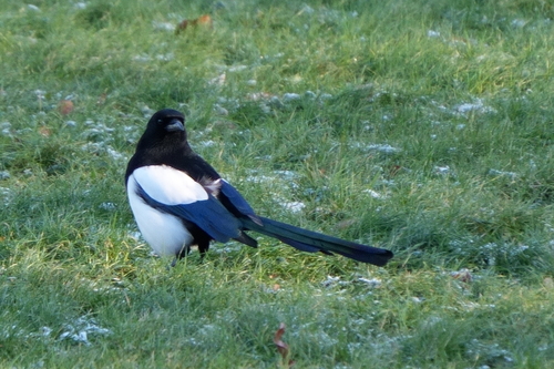 Eurasian Magpie (Pica pica), photo 2