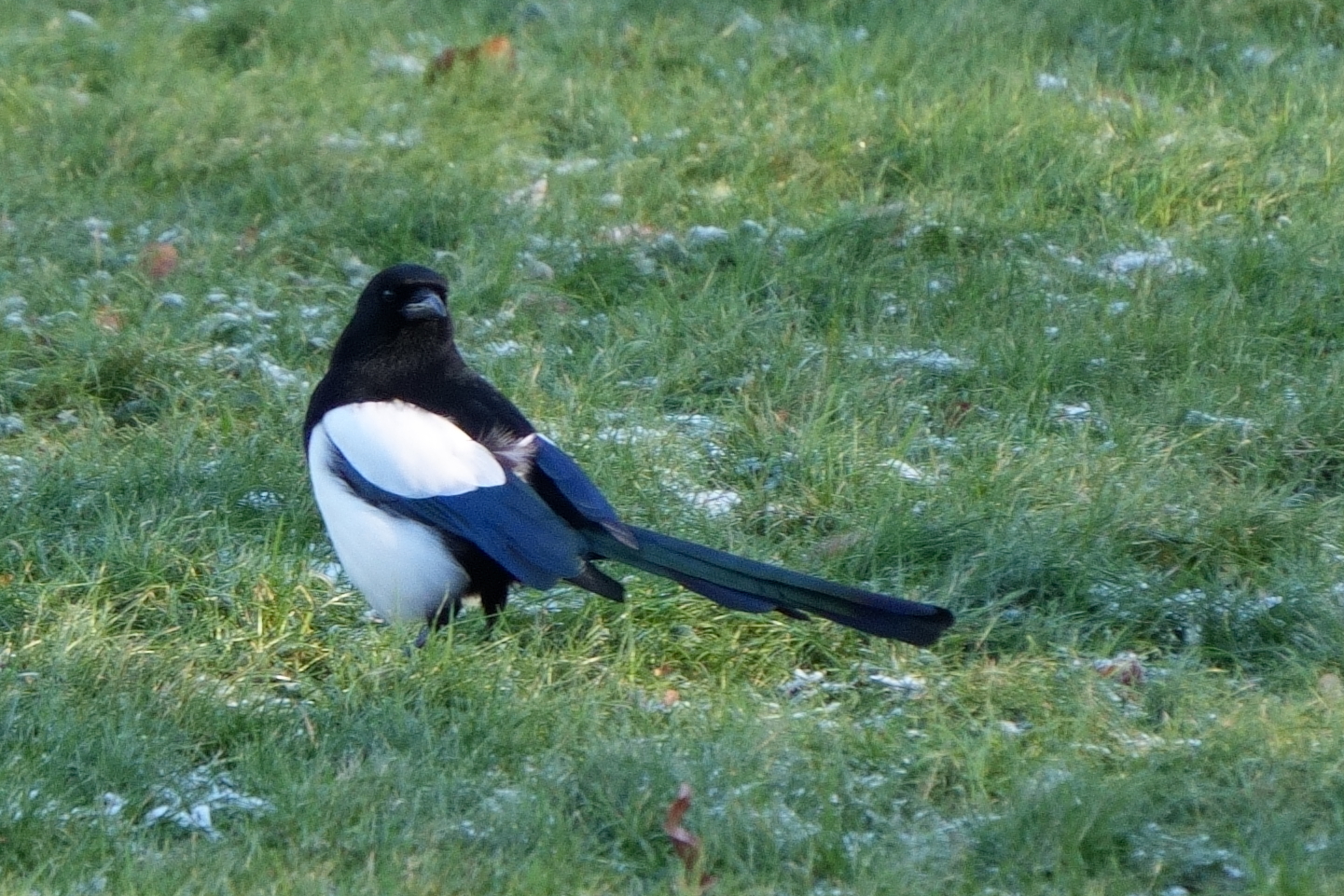 Eurasian Magpie (Pica pica), photo 2
