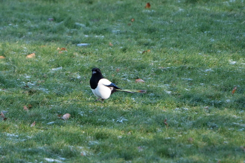 Eurasian Magpie (Pica pica), photo 1