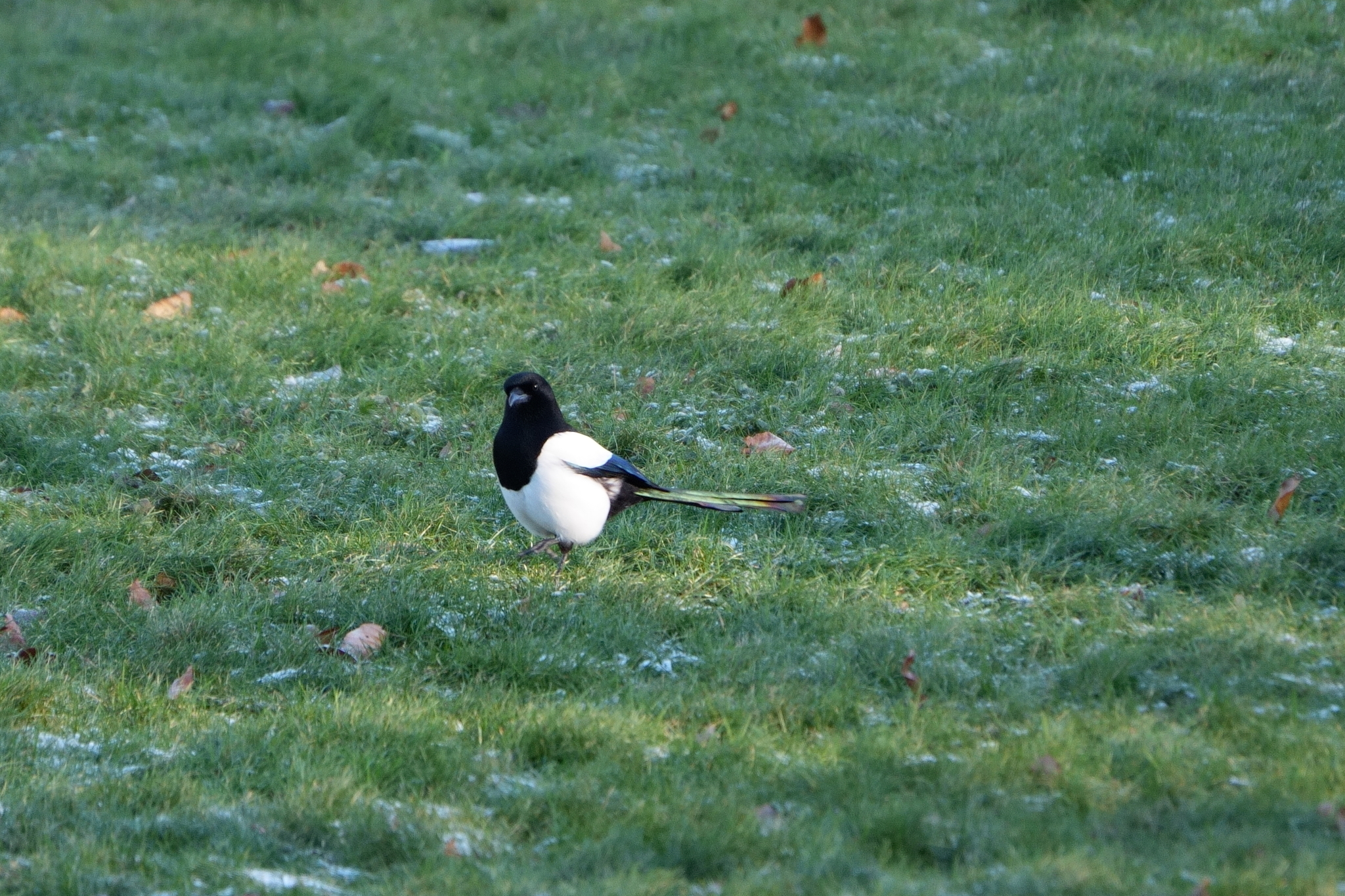 Eurasian Magpie (Pica pica), photo 1