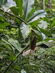 Costus acreanus