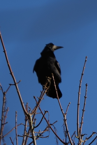 Rook (Corvus frugilegus), photo 10