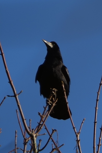 Rook (Corvus frugilegus), photo 9