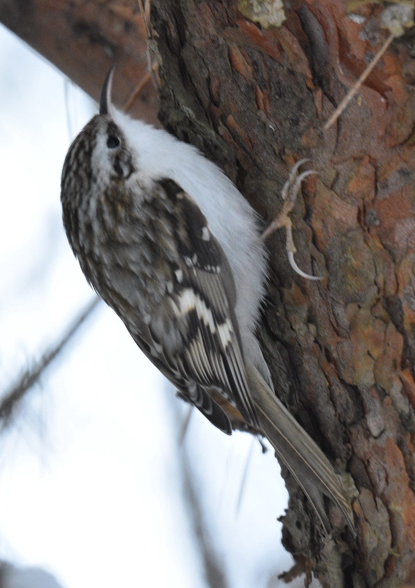 Eurasian Treecreeper (Certhia familiaris), photo 1