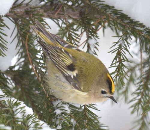 Goldcrest (Regulus regulus), photo 7