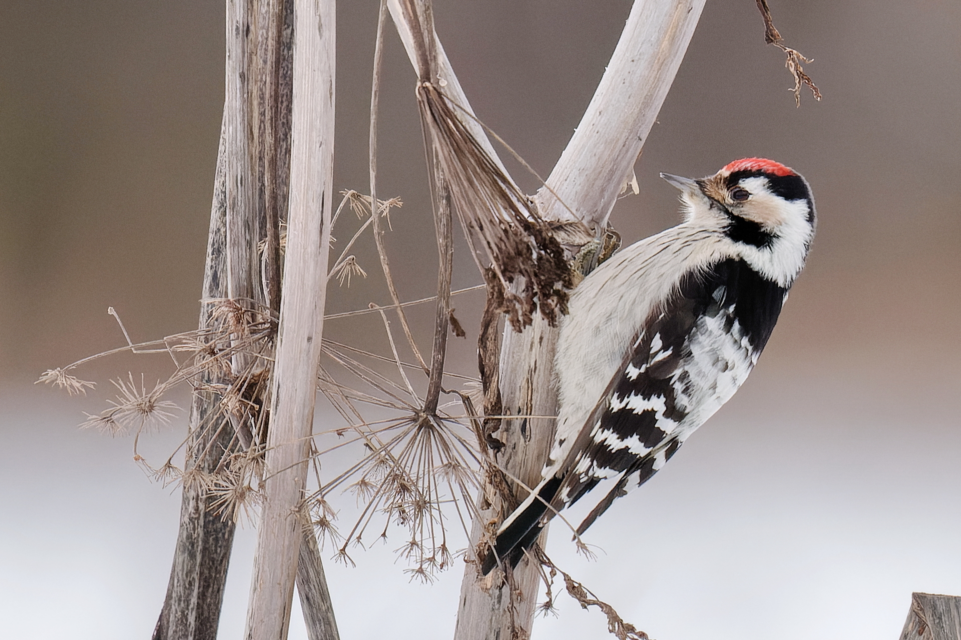 Lesser Spotted Woodpecker (Dryobates minor), photo 3