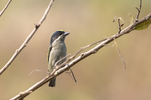 iNaturalist image