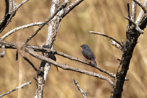 iNaturalist image