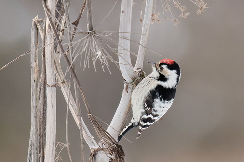 Lesser Spotted Woodpecker (Dryobates minor), photo 4