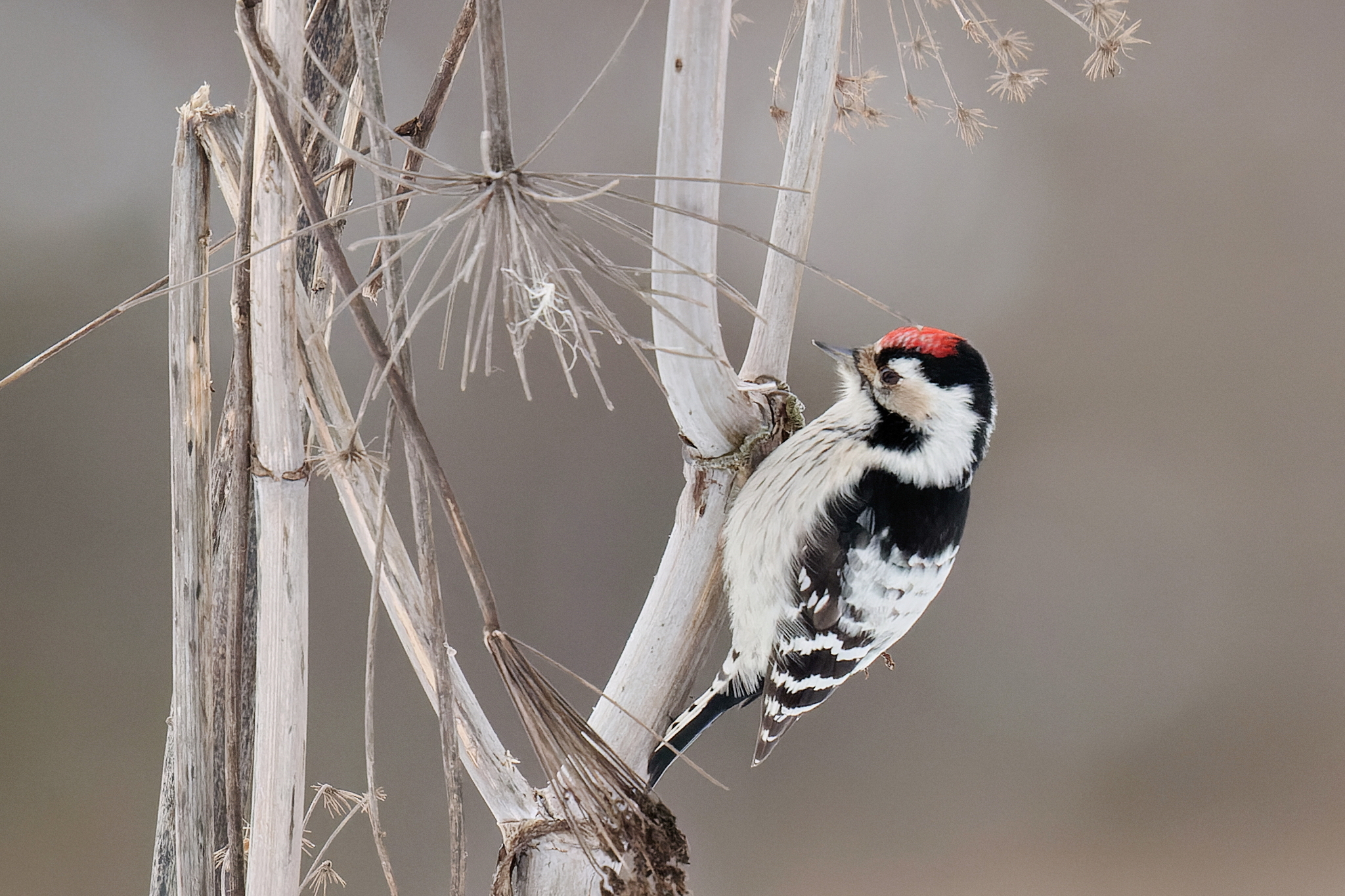 Lesser Spotted Woodpecker (Dryobates minor), photo 4
