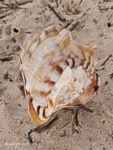 Cassis tuberosa
