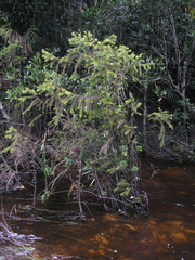 Dacrydium