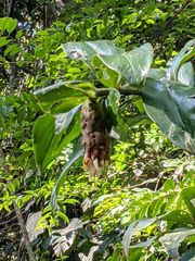 Costus acreanus