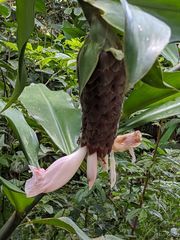 Costus acreanus