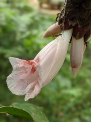 Costus acreanus