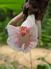 Costus acreanus