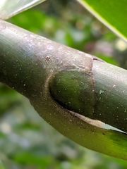 Costus acreanus