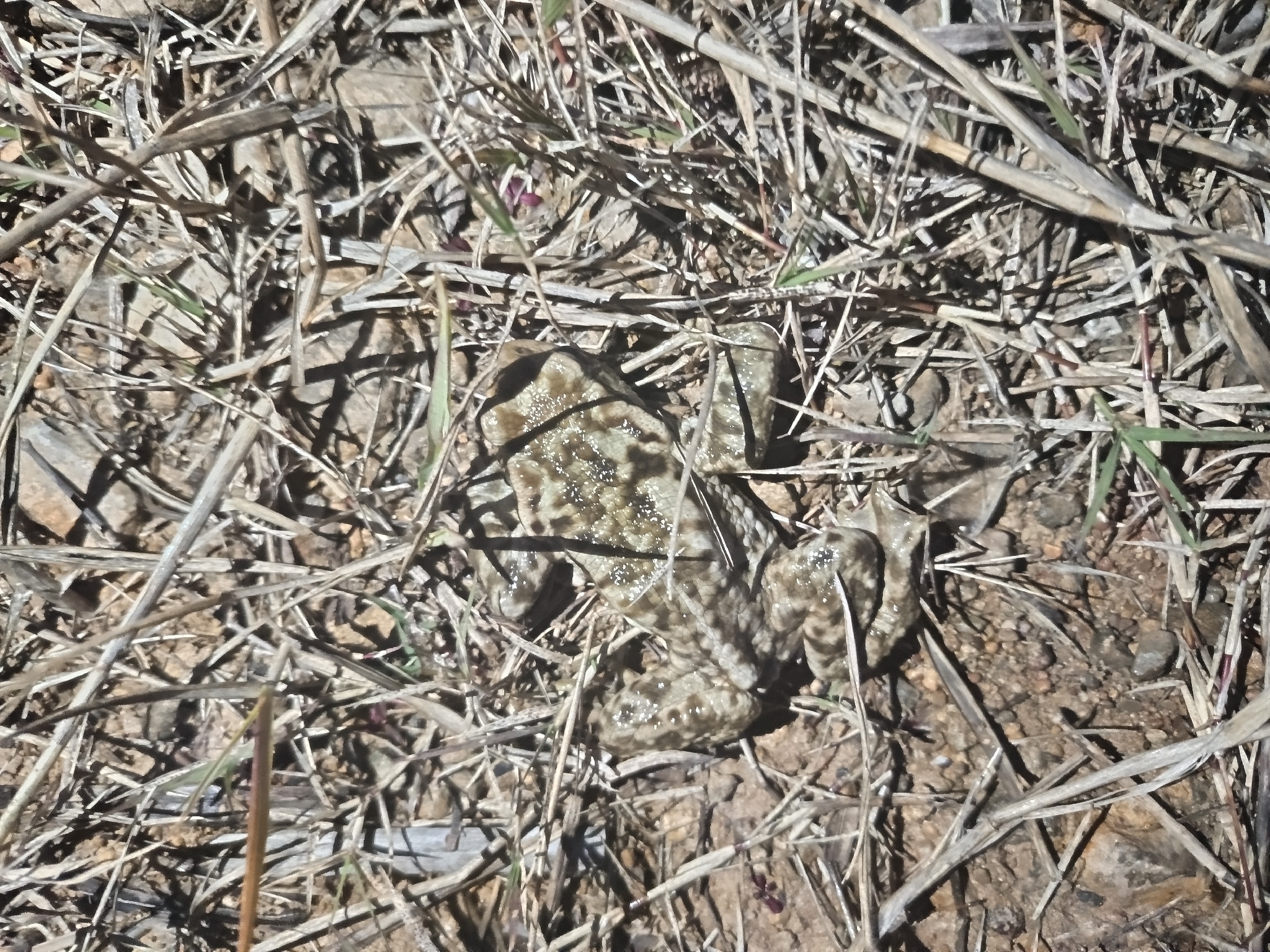 Bufo spinosus Daudin, 1803