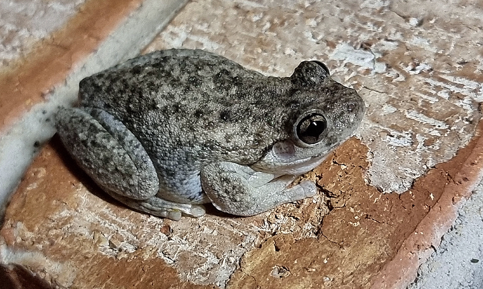 Litoria peronii (Tschudi, 1838)