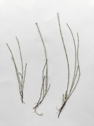 variegated horsetail